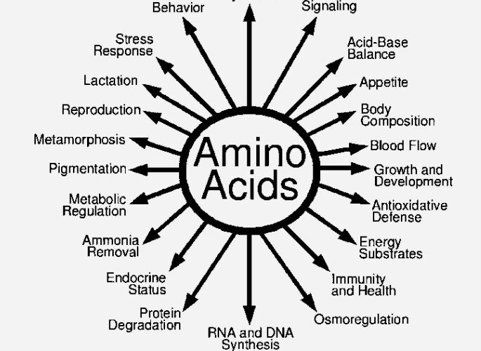Amino-Acid