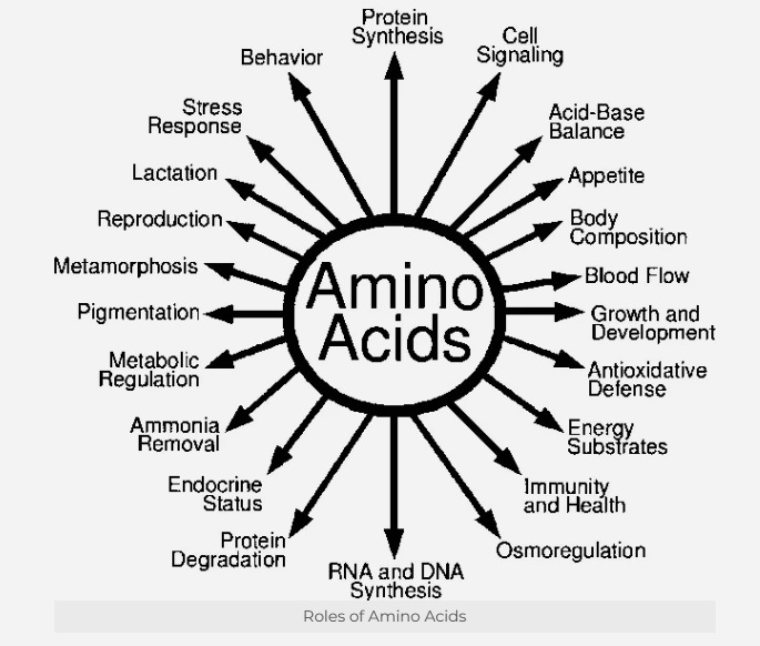 Amino-Acid